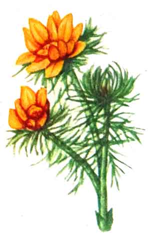 adonis